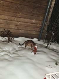 View of a horse on snow covered field