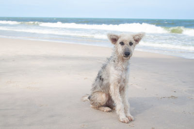 Portrait of dog on beach