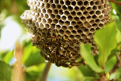 Close-up of bee on leaf