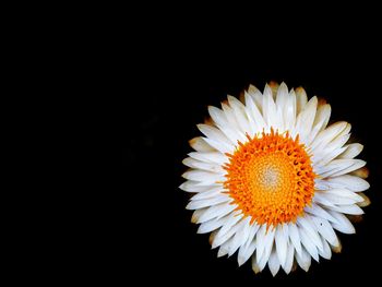 Close-up of flower over black background