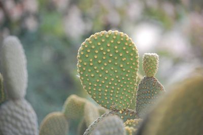 Close-up of prickly pear cactus