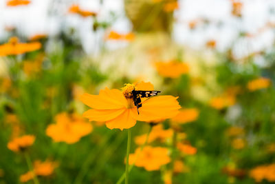 Close-up of bee pollinating on flower