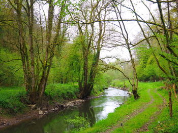 Scenic view of river stream amidst trees in forest