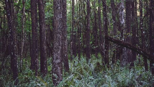 Bamboo trees in forest