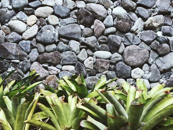 Full frame shot of plants