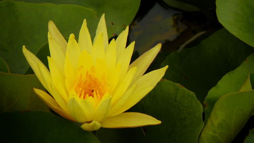 Close-up of lotus water lily in pond