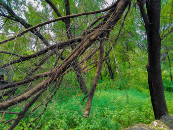 Trees in forest