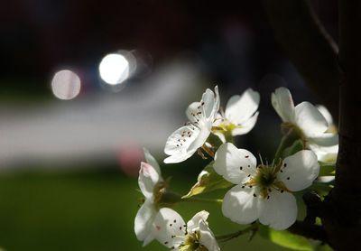 Close-up of white cherry blossom