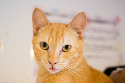 Portrait of ginger cat