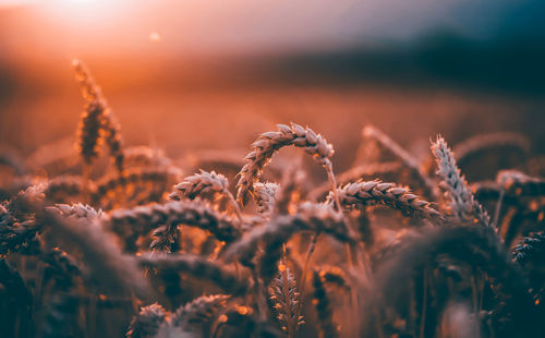 Close-up of crops on field during sunset