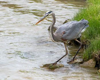 View of birds in lake