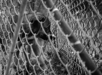 Close-up of chainlink fence in cage