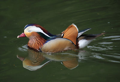 Close-up of duck swimming in lake