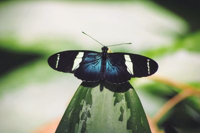 Close-up of insect on leaf