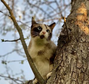Low angle view of a cat on tree