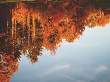 Trees against sky during autumn