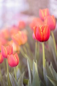 Close-up of pink tulips