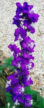 Close-up of purple flowers blooming