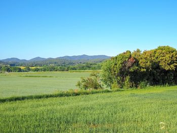 Scenic view of field against clear blue sky