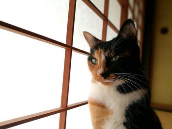 Close-up of cat sitting on window