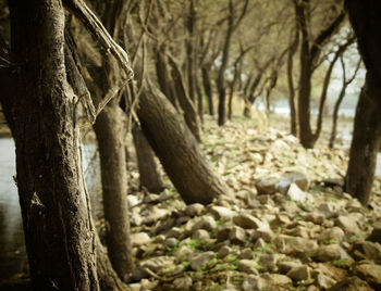 Close-up of tree trunk in forest