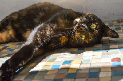 Portrait of cat lying on floor