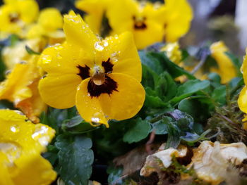 Close-up of yellow flowering plant in park