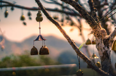 Close-up of berries growing on tree