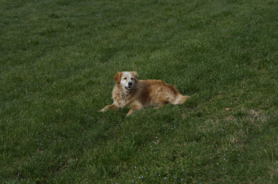 Portrait of dog lying on grass