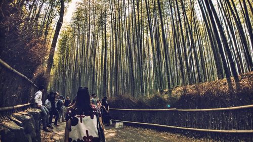 Panoramic view of trees in forest against sky