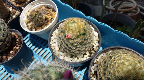 High angle view of succulent plants on land