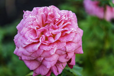 Close-up of wet pink rose flower