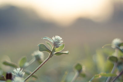 Close-up of white flowering plant