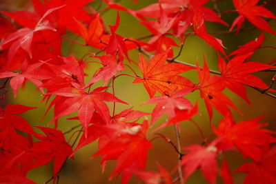 Close-up of red maple leaves