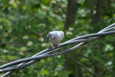 Close-up of bird perching on branch