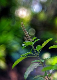 Close-up of fresh green plant