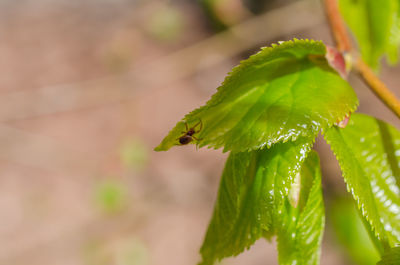 Close-up of wet plant leaves