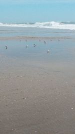 Flock of birds on beach