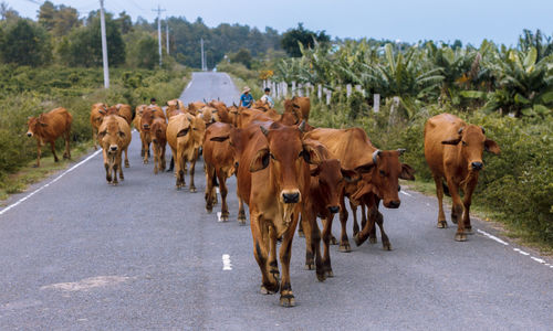 Cows walking on street amidst field