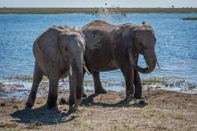Elephants standing by lake on sunny day