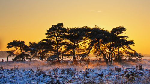 Trees on field against clear sky during sunset