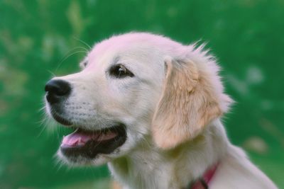 Close-up of dog looking away