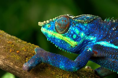 Close-up of lizard on branch