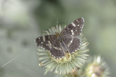 Close-up of butterfly on leaf