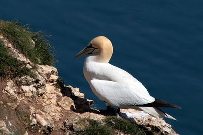 Gannet on cliff edge at bempton, north yorkshire