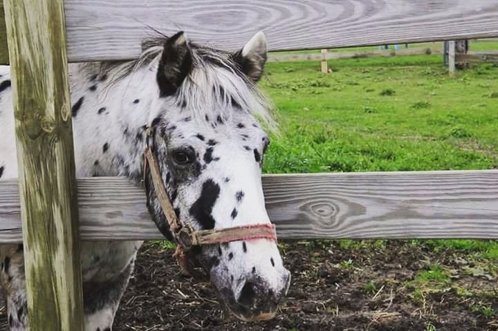 HORSE GRAZING ON FIELD