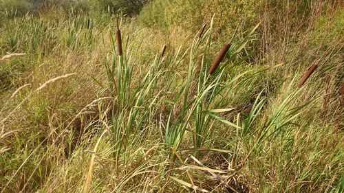 Close-up of grass growing on field