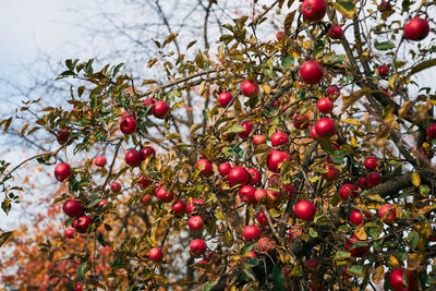 Apple tree with many ripe red juicy apples in orchard. harvest time in countryside. harvest time