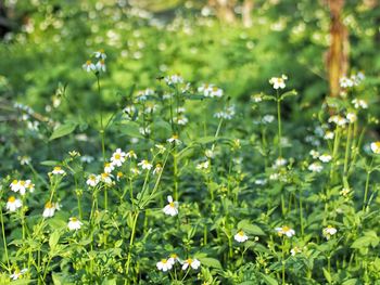 White flowering plants in garden