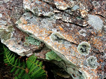 Full frame shot of lichen
